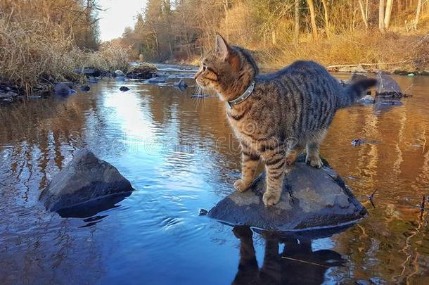 平纹猫在马尔斯河,捷克共和国