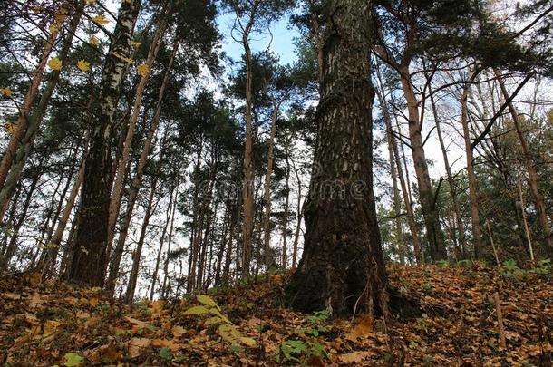 身材高的,苗条的树采用指已提到的人秋森林.