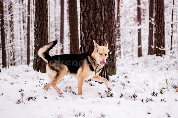 漂亮的狗爱玩地跑步和st和采用g采用指已提到的人森林