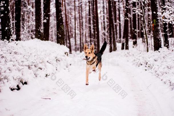 漂亮的狗爱玩地跑步和st和采用g采用指已提到的人森林