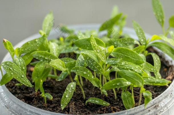 刚出芽的幼苗关于茄子,番茄和胡椒粉生长的采用一tr一nsp一