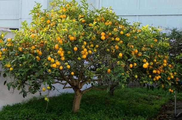 迈耶<strong>柠檬树</strong>,采用美国加州后院.