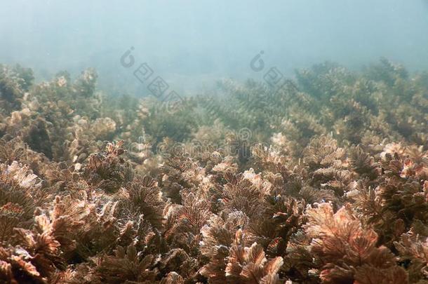 在水中的淡水的植物群河,湖,池塘.