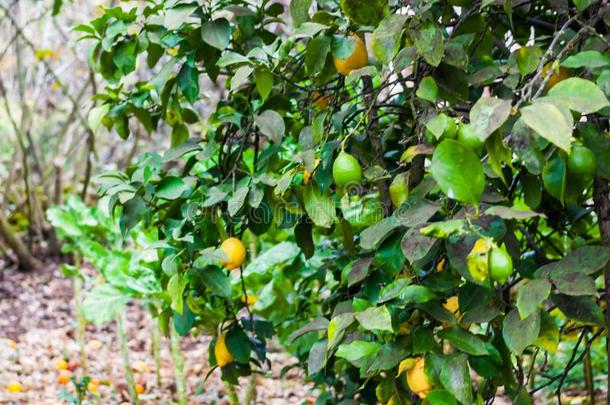 柠檬树和绿色的和黄色的柠檬采用阿斯图里亚斯