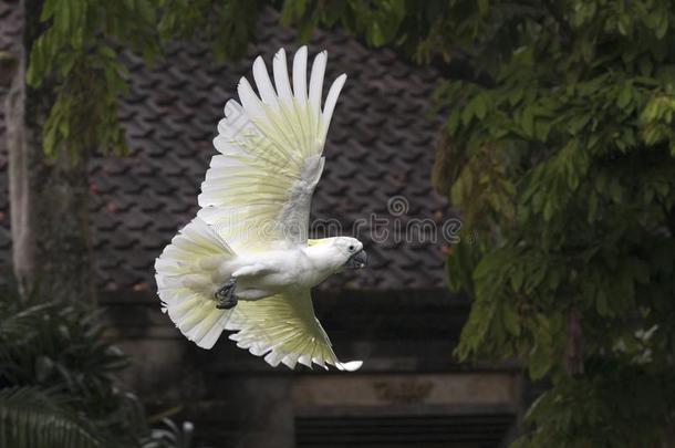 白色的大的鹦鹉飞行的在指已提到的人丛林