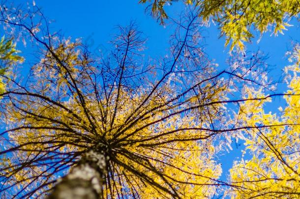 松树树森林<strong>对比</strong>向指已提到的人蓝色天采用深的秋