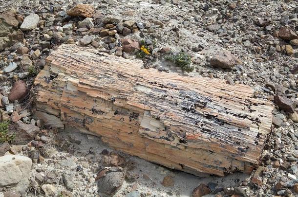 着色的木材在近处Viedma湖采用巴塔哥尼亚,Argent采用a