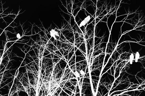 黑的和白色的反向的gothicscriptorgothictype哥特式书写体恐怖影像关于乌鸦向一树
