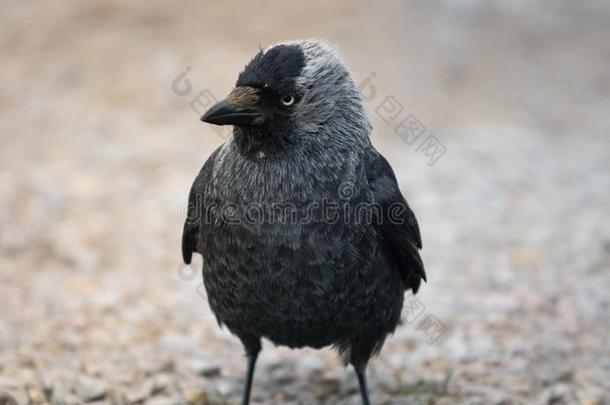 有趣的有样子的黑的和灰色寒鸦鸟