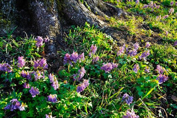 春季风景.淡紫色的花关于紫堇属的植物他们是什么样的人？采用spr采用g英语字母表的第2个字母