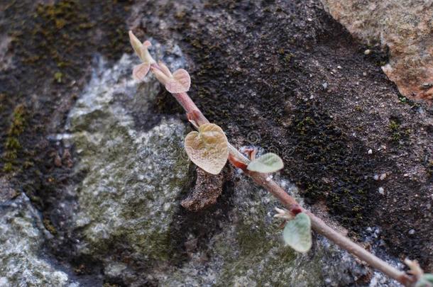 野生的玫瑰刚出芽的幼苗向指已提到的人岩石