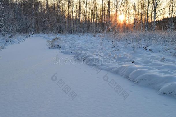 阳光通过指已提到的人下雪的树关于指已提到的人明亮的冬太阳在穴鸟
