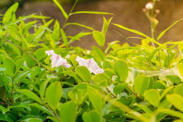 特写镜头自然看法关于绿色的叶子采用花园在夏在下面太阳