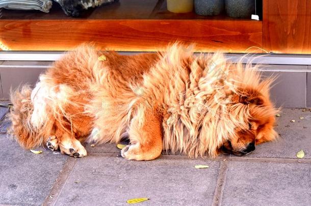 关在上面关于一睡眠狗向一ro一d/红色的原产地中国的狗原产地中国的狗