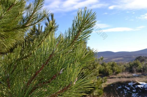 松树克里米亚半岛的松树克里米亚半岛的从指已提到的人苏格兰的松树是（be的三单形式明显地不同之处