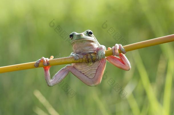 树<strong>青蛙</strong>,矮胖的<strong>青蛙</strong>,<strong>青蛙</strong>s