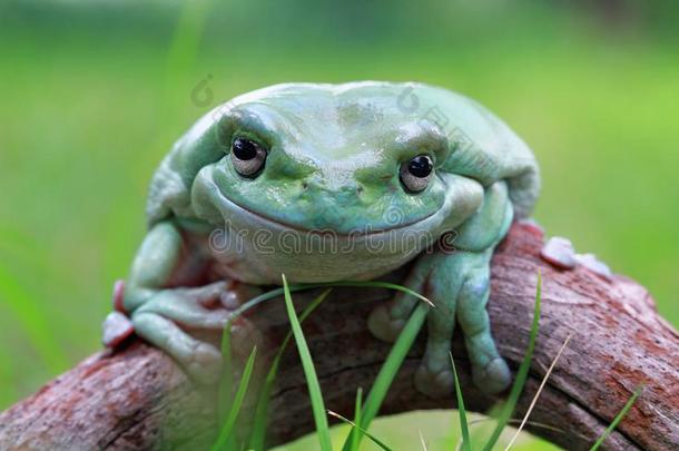 树青蛙,青蛙,矮胖的青蛙特写