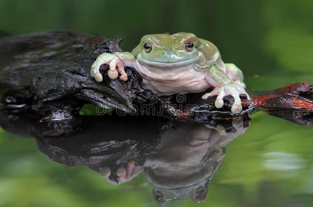 矮胖的青蛙,树青蛙,大的矮胖的青蛙