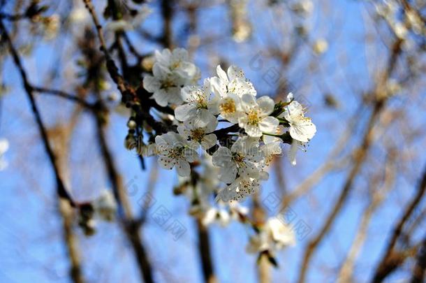 白色的樱桃花树采用Spr采用g时间