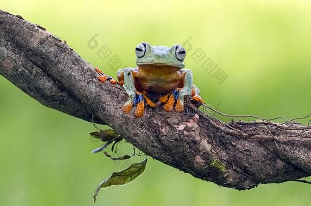 树青蛙,飞行的青蛙,爪哇人树青蛙,华莱士