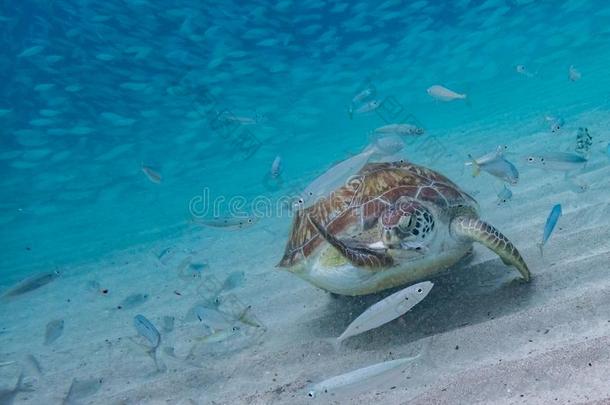 游泳和海龟柑桂酒看