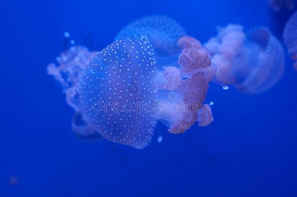 半透明的水母或水母或nettle-鱼