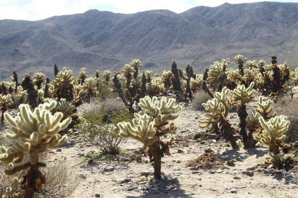 仙人掌植物居住于指已提到的人莫哈韦沙漠沙漠采用约书亚树国家的