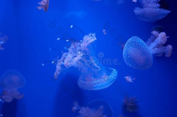 半透明的水母或水母或nettle-鱼