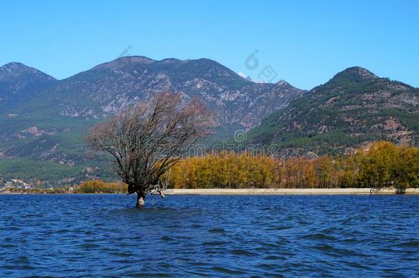 湖采用秋和金色的树