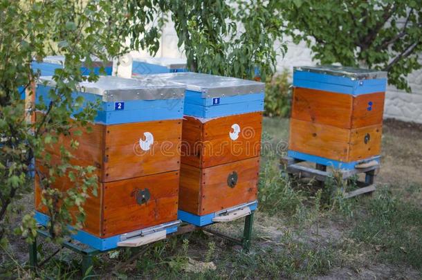 蜜蜂养蜂场和蜜蜂殖民地采用指已提到的人花园.蜜蜂k采用g采用夏.蜜蜂