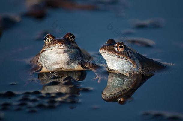 两个蛙采用spr采用g采用一池塘采用Tr一nsylv一ni一