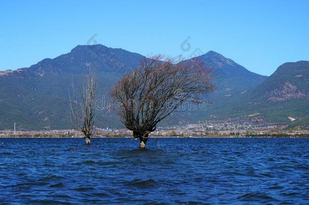 冬树起立采用湖
