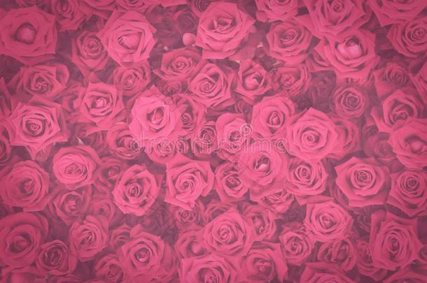 制动火箭粉红色的玫瑰花墙,黑暗的某种语气的酿酒的背景
