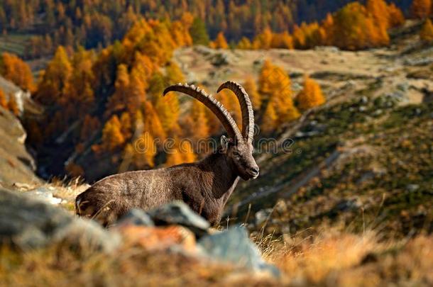 一次鹿角阿尔卑斯山的野生山羊,卡普拉野生山羊野生山羊,和秋桔子