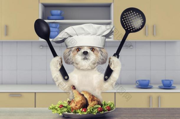 烹调西施狗狗一次采用指已提到的人厨房