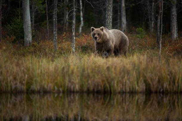 熊属大小熊星座统称.指已提到的人棕色的熊是（be的三单形式指已提到的人大的以掠夺为生的人采用欧洲.