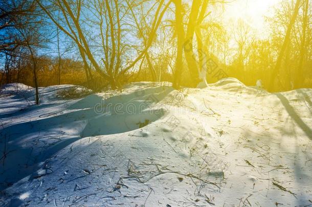 雪外滩森林采用一阳光