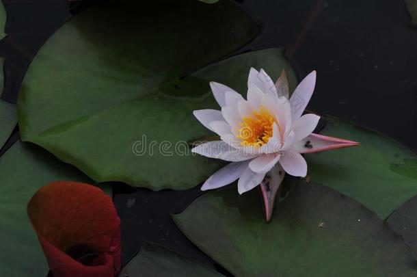 水百合花~莲花美好