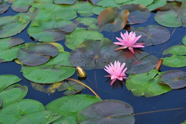 水百合花~莲花美好