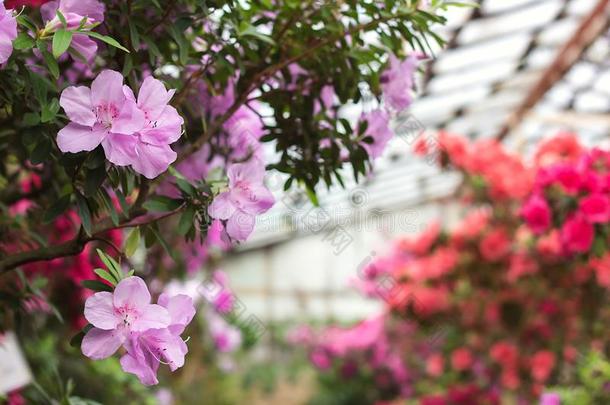 美丽的粉红色的杜鹃花树花.杜鹃花采用自然.克洛