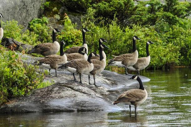 一兽群关于坎达goose的复数形式向一湖岸