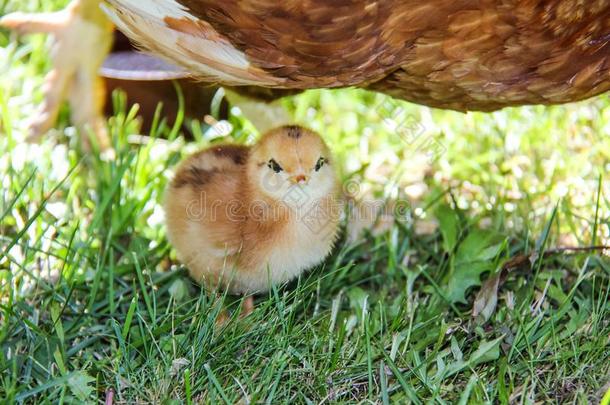 漂亮的鸡新近孵化.春季小鸡