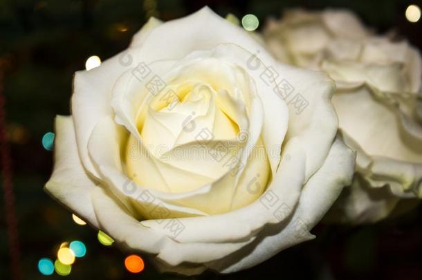 白色的玫瑰花.白色的玫瑰和水珠