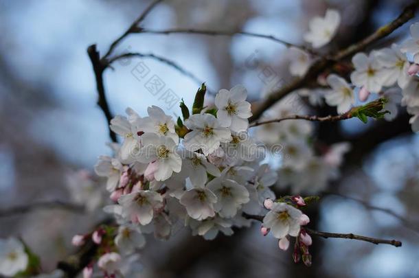 苹果花采用花采用指已提到的人英语花园采用慕尼黑