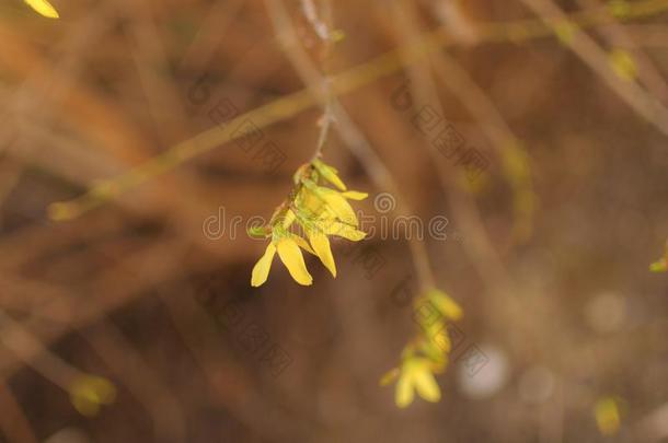 连翘属植物花关在上面.<strong>金色</strong>的钟,连翘属植物字母x媒介物,