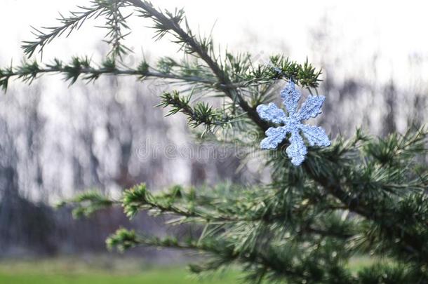 雪花圣诞节装饰在户外向常绿植物树枝