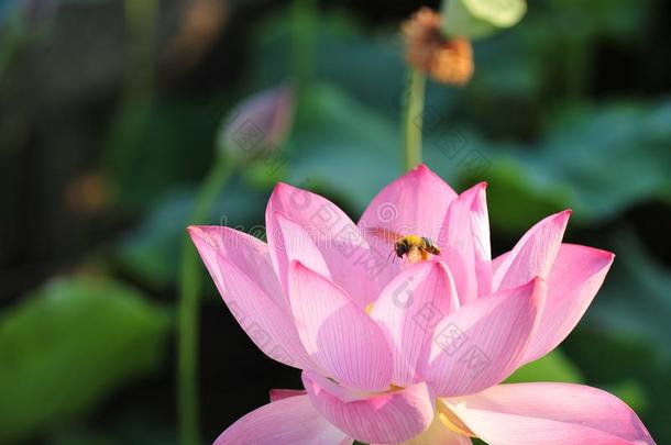 蜜蜂收集花蜜-红色的莲花花是（be的三单形式华丽的