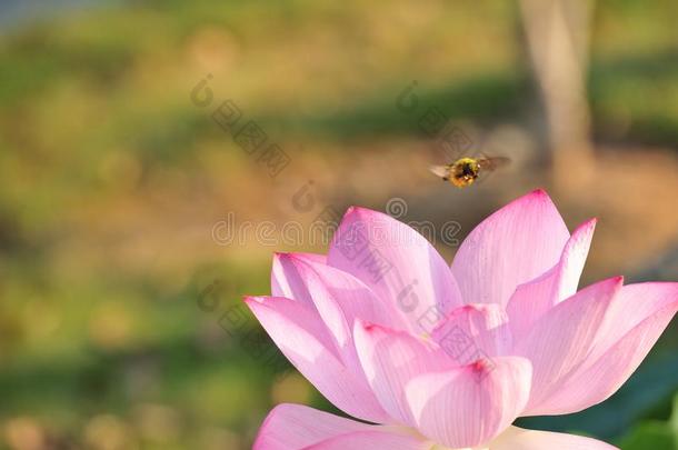 蜜蜂收集花蜜-红色的莲花花是（be的三单形式华丽的