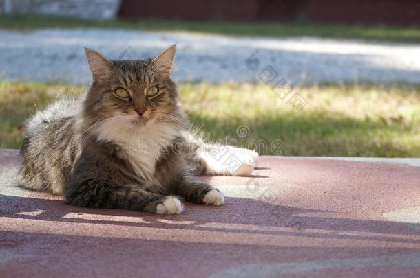 一缅因州浣熊猫向指已提到的人后院