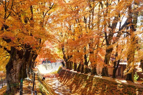 指已提到的人美丽的秋颜色关于黑色亮漆枫树树叶采用枫树运行